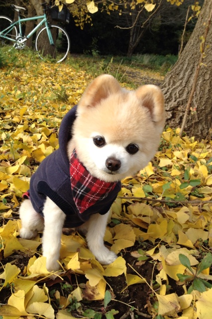 12-Shunsuke